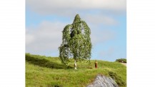 Noch 20121 Hängebirke 