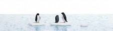 Busch 7923 A-Set: Pinguine auf Eis H0 